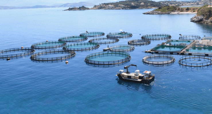 Aquaculture / Fish Farm Sector